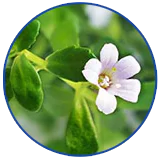 BACOPA MONNIERI