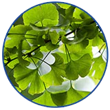 GINKGO LEAF