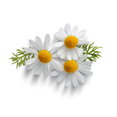 Somulin contains Chamomile as its ingredient